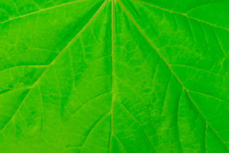bright green background based on green leaf of a tree close upの写真素材