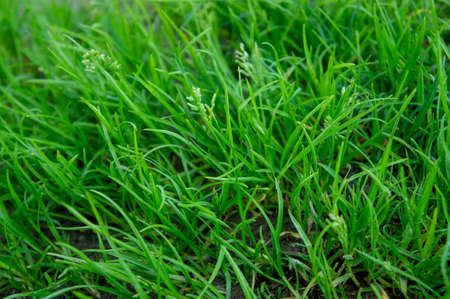 juicy green young grass for background at shallow depth of fieldの写真素材