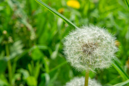 dandelion with white fuzz seeds close-up on defocused green grass backgroundの写真素材
