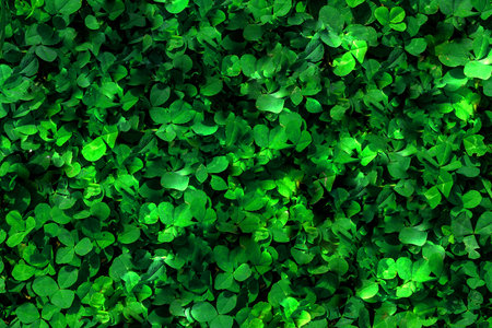 Green contrasting background from the leaves of thick-growing clover top view. Green contrasting background from a carpet of green vegetationの写真素材