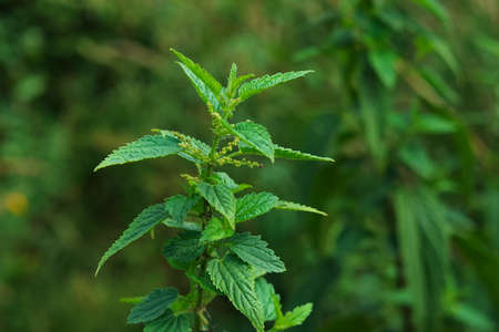 Sprig of nettle close up on defocused green grass backgroundの写真素材