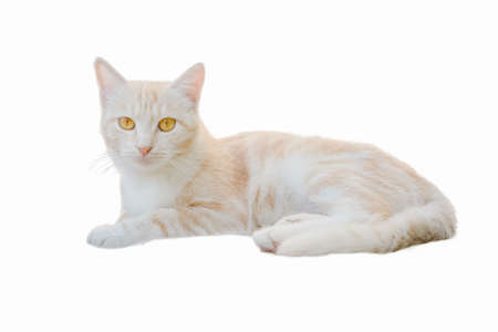 The cat light lies and looks into the frame isolate on a white background