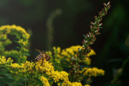 a bee on a yellow flower in a soft sunlight backlight
