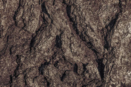 embossed texture background bark of old oak close upの写真素材