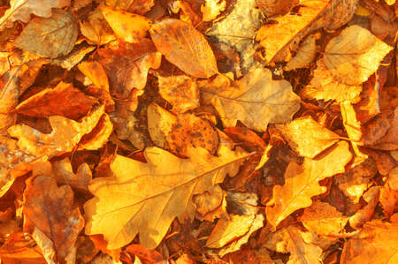 Yellow autumn leaf golden scattered on the ground large mlanの写真素材