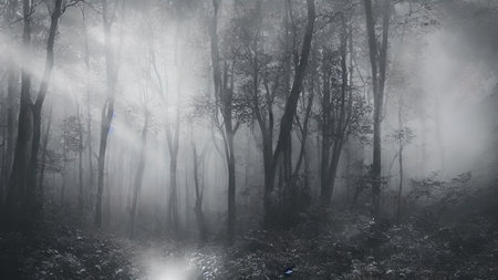 High mystical forest, the road to an unexpected adventure.の写真素材