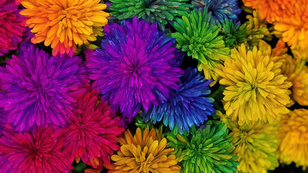 Rainbow flowers, macro photography, illustrationの写真素材