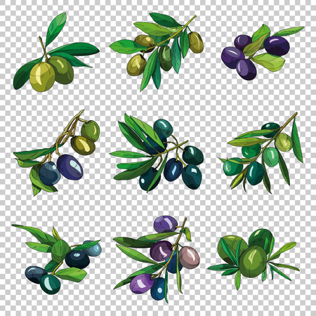 Olive Branches with Olives can be used in different spheres such as marketing, organic products companies, healthy food restaurants, as a logo of virgin oil or part of design or illustration.の写真素材