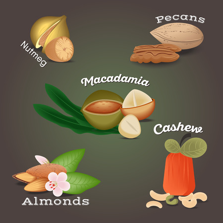 Set of Nut food grains and seeds. Nutmeg, macadamia, pecans, almonds, cashew. Illustration in flat style.のイラスト素材