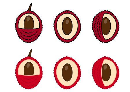Collection of color lychees. Asian fruits for juice and vegetarian food. Color set of realistic lychees vector icons for web design isolated on white backgroundのイラスト素材
