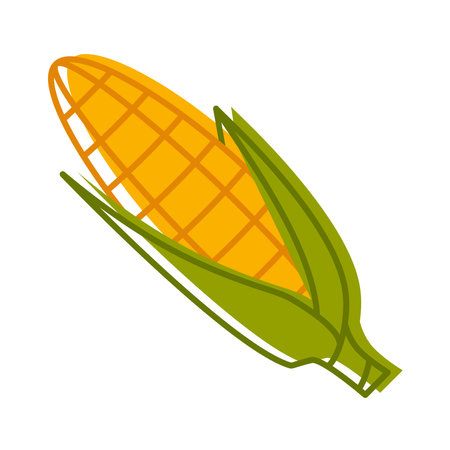 Corn cobs flat style. Ripe corn vegetables. Vectorのイラスト素材