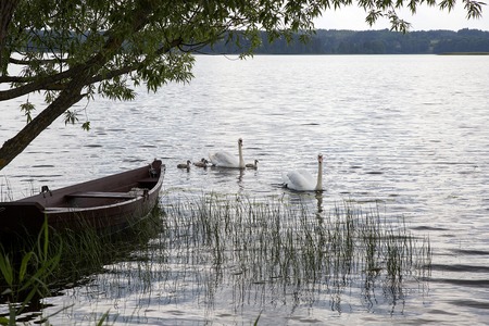 Wooden boat near te coast of lake and swiming swansの写真素材