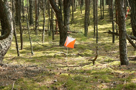 Closeup of Orienteering marker in the forestの写真素材