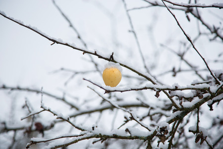 Yellow apple on the branch at winter time with snowの写真素材