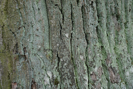Texture of old Oak bark in the park