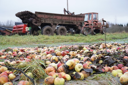 Weather. Frozen morning. Foreground fallen apples and background old agricultural machinery