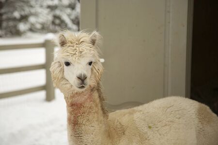 Alpacas in a farm of Europe. Winter time in Latviaの写真素材