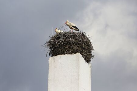 Two storks nest on fireplace chimneyの写真素材