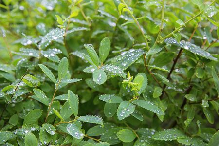 raindrops on the green leaves of treeの写真素材