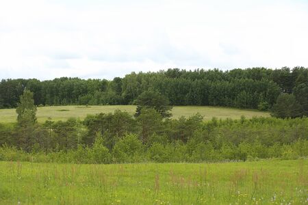 View of forest with fields. Pines and grassの写真素材