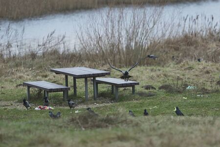 Uncleared vacation spot near lake at autumn time with crows. Table and benchの写真素材