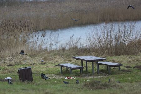 Uncleared vacation spot near lake at autumn time with crows. Table and benchの写真素材