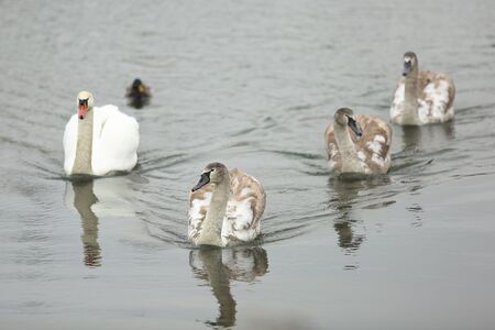beautiful swans on the river swim and look for foodの写真素材