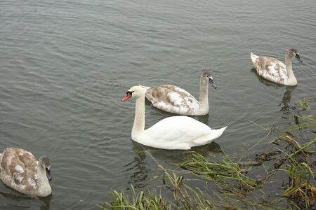 beautiful swans on the river swim and look for foodの写真素材