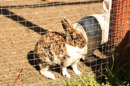 Rabbit in the hutch. Animal farm at sunny dayの写真素材