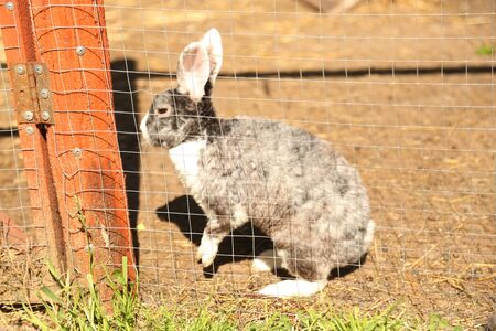 Rabbit in the hutch. Animal farm at sunny dayの写真素材