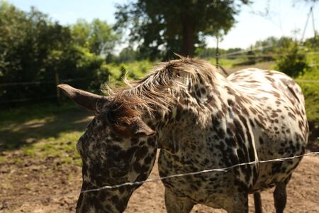 Horse with black pots in the paddock. Animal farmの写真素材