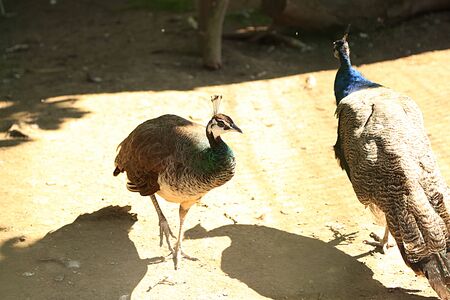 Female peacock on the background of aviary with other birdsの写真素材
