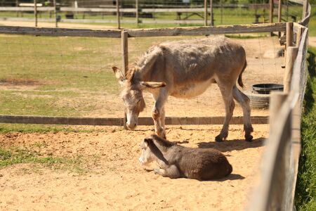 Mother and baby donkeys on the floral meadow. Animal farmの写真素材