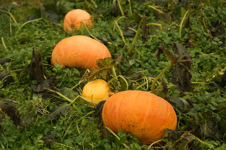 pumpkin on a field in autumn, closeup of photoの写真素材