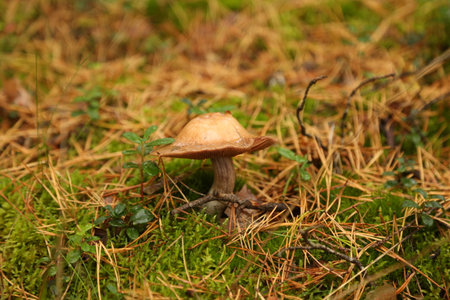 Edible mushroom Boletus edulis growing in the forest