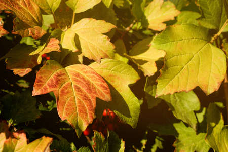Orchard Viburnum leaves in the rays of the warm autumn sun. Selective soft focusの写真素材