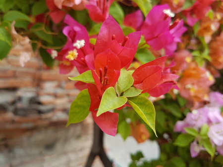 Pink flower in the summerの写真素材