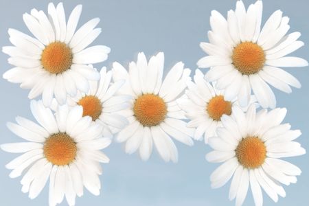 Seven flowers on blue backgroundの写真素材