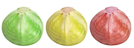 the cabbage - green, red, yellowの写真素材