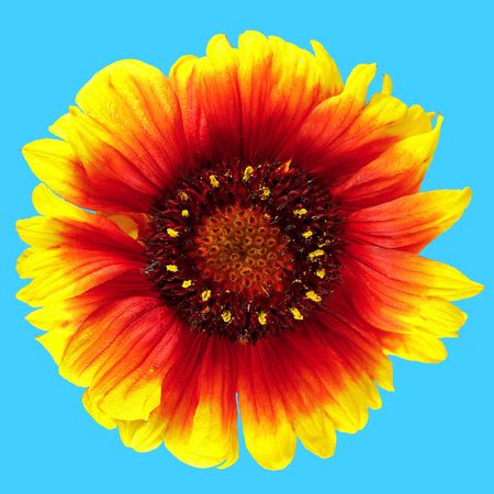 bright flower on a white backgroundの写真素材