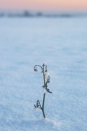 plant sprouts in the snowの写真素材