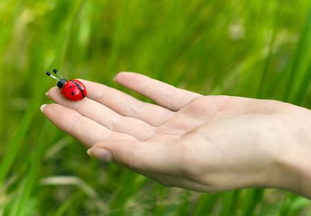 ladybird on the hand of girlの写真素材