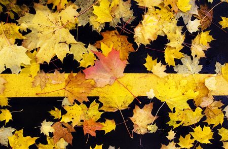 maple leaves lie on the pavementの写真素材