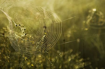 web with blurred backgrounds