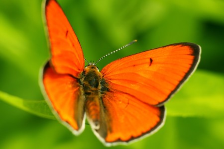 Macro of a butterfly on a leafの写真素材