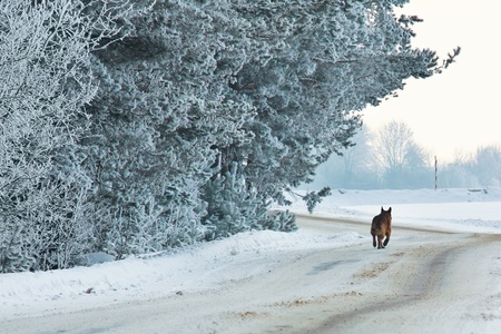 A winter road, just after the snowfall