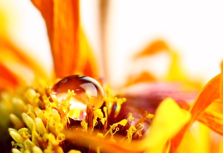Drop on flower petals macro photographyの写真素材