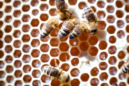 Worker bees on honeycombの写真素材