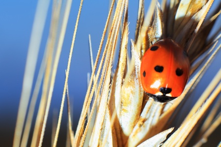 Ladybug on a wheatの写真素材