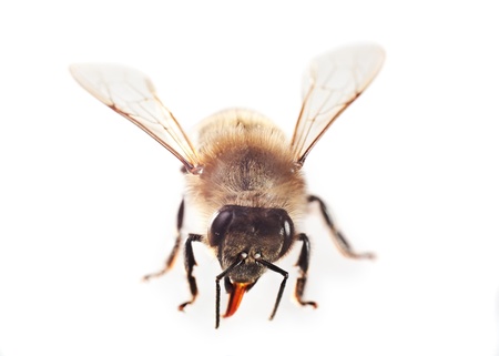 One bee isolated on white